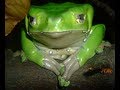 Giant Waxy Monkey Tree Frogs Thumbnail