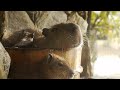 長崎バイオパーク カピバラたらいの湯 ( Capybara in woody washtub )