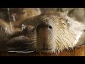 長崎バイオパーク カピバラたらいの湯 ( Capybara in woody washtub )