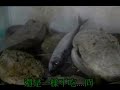 盲鰻餵食秀