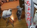 Cat does voodoo to open the refrigerator door Cat does voodoo to open the refrigerator door