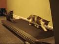 cats on running machine