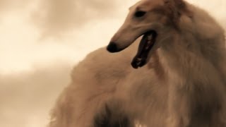 Dog Sweeper