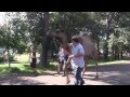 7.8.2014 – I dromedari arrivano alla route AGESCI a San Rossore