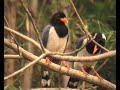 Birds of the Kumaon Himalayas