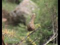 Birds of the Kumaon Himalayas
