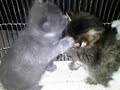 FUNNY Cute baby kittens boxing