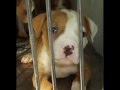 Re: "Knock Out Animal Fighting" YouTube Video Contest Thumbnail