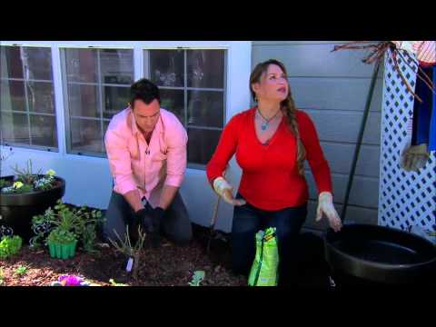 Home & Family with Shirley Bovshow