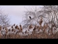 Hunting with goshawks, peregrine falcons and Harris' hawks