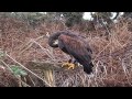 Hunting with goshawks, peregrine falcons and Harris' hawks