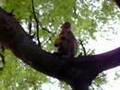 Krabi macaque monkeys