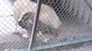 Щенки кавказской овчарки.3gp