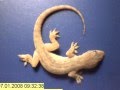 Time lapse - whole gecko eaten by ants in just a few hours!