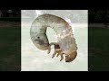 Controlling Grubs in Your Lawn -- Expert Lawn Care Tips