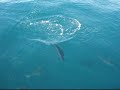 Seward Alaska Rock Fish.mpg