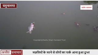 यमुनानगर - OP Jindal Park की Lake में मरी हजारों Fishes