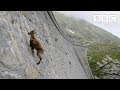 The incredible Ibex climbs a dam - Forces of Nature BBC - 2016