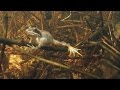 Specie animali e vegetali nel Parco