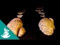 Brain, the last Enigma (full documentary)
