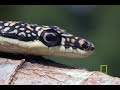 Flying Snakes... and Leaping Lizards