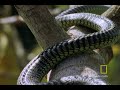 Flying Snakes... and Leaping Lizards