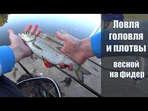фидерная ловля белой рыбы на видео фидерная ловля белой рыбы на видео