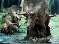 Triceratops Tribute