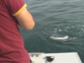 Alaska Fishing-Silver Salmon-Seward, Ak
