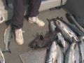Alaska Fishing-Silver Salmon-Seward, Ak