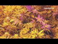 Marijuana Seedling Q and A for Home Weed Grow Op.