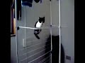 chat marrant - OSCAR DU MEILLEUR CHAT
