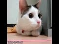 chat marrant - OSCAR DU MEILLEUR CHAT