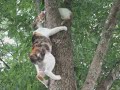 Mama Kitty's Rescue