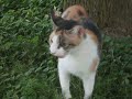 Mama Kitty's Rescue
