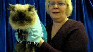 Гималайский кот - выставка кошек PCA - Himalayan cat