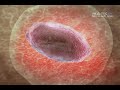 INVITRO - künstliche Befruchtung - Kinderwunsch
