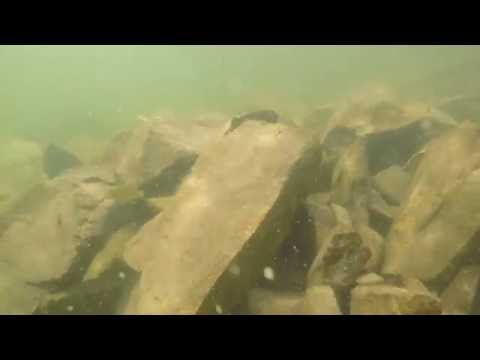 snorkelling on lotw in sioux narrows awesome bass footage