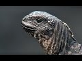 Iguana vs Snakes - Planet Earth II - 2016