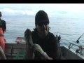 Alaska World Class Fishing Homer Lingcod Halibut Salmon Rockfish Yelloweye