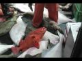 Alaska World Class Fishing Homer Lingcod Halibut Salmon Rockfish Yelloweye