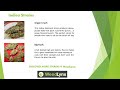Discover Medical Cannabis Indica Strains Online