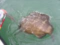 GYPSY JEWFISH FISHING TRIP IN SANIBEL ISLAND FL W/ Captain Ben Chancey