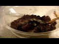 Tarantula Feeding Video 104 - Biggest One Yet Including Awesome Surprises