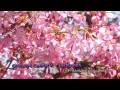 Prunus okame - Okame cherry - Japanse sierkers