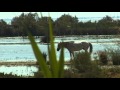France -  Camargue Travel Video Guide