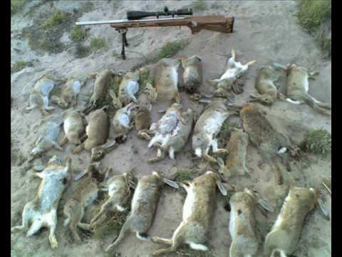 17 hmr. .17HMR rabbit shooting