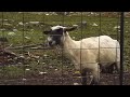 The Screaming Sheep (Original Upload)