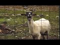 The Screaming Sheep (Original Upload)