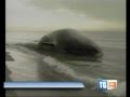 Video sullo spiaggiamento della balena – Le cause della morte